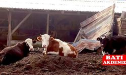 Şap Hastalığı Yayılıyor: 18 Köy ve 4 Mahalle Kapatıldı