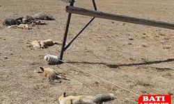 Elektrik Hattı Faciası: Çok Sayıda Yaban Hayvanı Akıma Kapılarak Öldü
