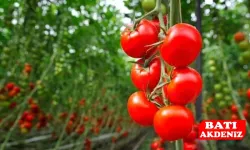 Antalya Hal Fiyatları: Sebze ve Meyvede Güncel Piyasa