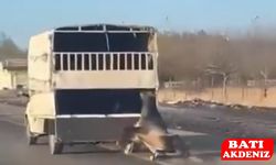 Vicdansızlık! Atı Kamyonetin Ardından Sürükledi