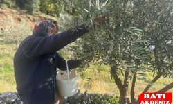 88 Yaşındaki Emine Teyze Zeytin Hasadında: “İnsan Çalışırsa Yaşlanmaz”