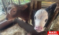 USDA: Türkiye’de Yıllık Buzağı Kaybı 500 Bine Yaklaştı