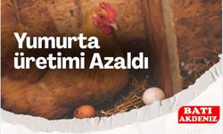 Tavuk eti üretimi 228 bin tonu aştı... Yumurta üretimi yıllık bazda azaldı