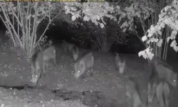 Ayı ve domuz sürüsü köy evlerine indi!