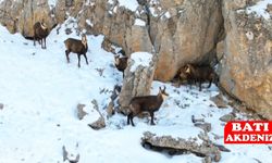 Munzur Dağları’nda Nadir Görüntü: Çengel Boynuzlu Dağ Keçileri Kamerada