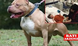 Apartman Koridorunda Saldırı: Pitbull İki Çocuğu Yaraladı