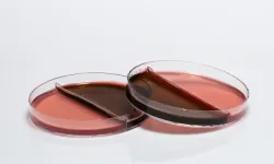 Mikrobiyolojide Güven ve Verimlilik: Hazır Tüp Besiyeri Çözümleri