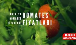 Antalya Domates Fiyatları Bugün Piyasa