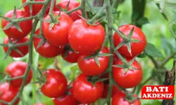 Antalya Halinde Fiyatlar Bugün Sabit Kaldı! İşte Güncel Sebze Listesi