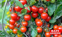 Antalya Hal Fiyatları: Biber ve Salatalıkta Son Durum