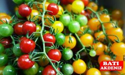 Antalya Halinden Güncel Rapor: Sebze ve Meyvede Fiyatlar Sabit