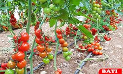 Antalya’da Sebze Fiyatları Yeniden Gündemde: Hal Piyasasında Hareketlilik