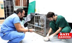Burdur’da Köpek Saldırısına Uğrayan Vaşak Tedavi Altına Alındı