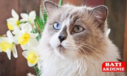 Ragdoll Yavru Bakım ve Satın Alma Rehberi