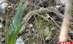 Hayvanları Uyku Tutmuyor: Kış Uykusunda olması gereken Yılanlar Ortaya Çıktı