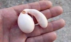 Tavuğun yumurtası şaşırttı!