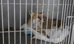 Yaralı tilki doğaya kavuştu