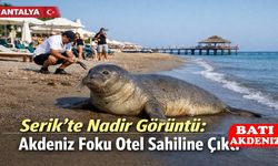 Antalya Serik’te Nadir Görüntü: Akdeniz Foku Otel Sahiline Çıktı