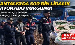 Antalya’da 500 bin liralık avokado vurgunu!
