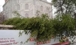Ayasofya Camii'nde minare alem düştü! Bahçedeki ağaç kontrol altında