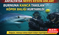 Antalya Denizlerinde Can Pazarı: Dalgıçlar Köpek Balığını Son Anda Kurtardı