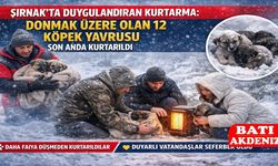Yürekleri Isıtan Kurtarma: Donmak Üzere Olan 12 Köpek Yavrusu Son Anda Kurtarıldı
