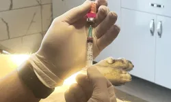 İstanbul Valiliği: Kentte son kuduz vakası 19 yıl önce görüldü