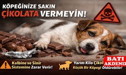 Köpeğinize Sakın Çikolata Vermeyin!