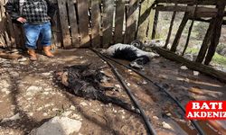 Kumluca'da Ağıla Giren Kurt Kurbanlık Hayvanları Telef Etti