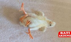 4 Ayaklı Civciv Doğdu: Görenleri Şaşkına Çevirdi