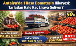Antalya’da 1 Kasa Domatesin Hikayesi: Tarladan Hale Kaç Liraya Geliyor?