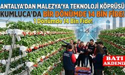 Kumluca’da Tarım Devrimi: 1 Dönümde 14 Bin Çilek Fidesi ile Malezya’ya İhracat!