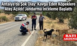 Antalya’da Şok Olay: Kavga Eden Köpeklere Ateş Açıldı! Jandarma İnceleme Başlattı
