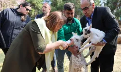 Türkiye'de doğan ilk bebek zürafa ziyaretçilerle buluştu