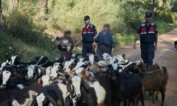 Kumluca’da Jandarmadan "Keçi" Operasyonu: 41 Hayvan Sahibine Teslim Edildi