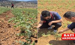 Elmalı'da Yeni Nohut Çeşidi Toprakla Buluştu: İlk Çıkış Kontrolleri Yapıldı!