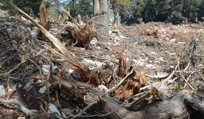 Antalya’da hazine ve sarı alan arazilerindeki ağaç katliamına tepki