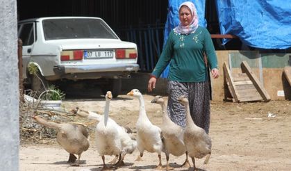 Beslediği kazı kümeste boğazından iple asılmış halde buldu