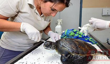 Tedavi edilen kaplumbağalar, takip cihazı takılarak  yaşam alanlarına bırakıldı