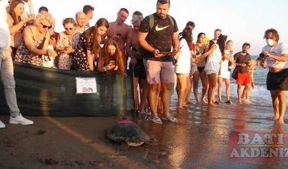 Tedavisi tamamlanan deniz kaplumbağaları yaşam alanlarına bırakıldı