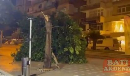 Gövdesi çürüyen ağaç kaldırıma devrildi, bir vatandaş saniyelerle altında kalmaktan kurtuldu