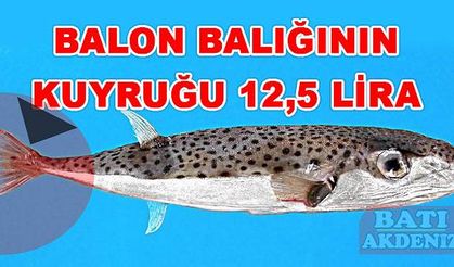 Balon balığı kuyruğu 12,5 lira