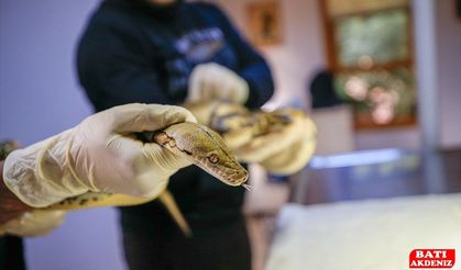 "Antalya'nın pitonları" özel yaşam koşulları altında ziyaretçiyle buluştu