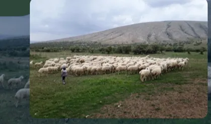 Kırsalda Bereket Projesi hazırlığı... 150 bin küçükbaş dağıtılacak