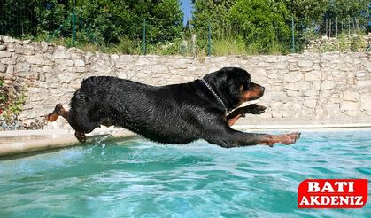 Rottweiler Özellikleri, Bakımı ve Beslenmesi