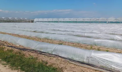 Mersin'de 'marul tarlada kaldı' iddiasına yalanlama