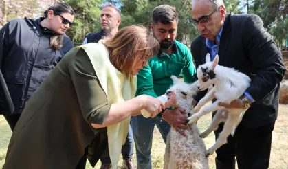 Türkiye'de doğan ilk bebek zürafa ziyaretçilerle buluştu