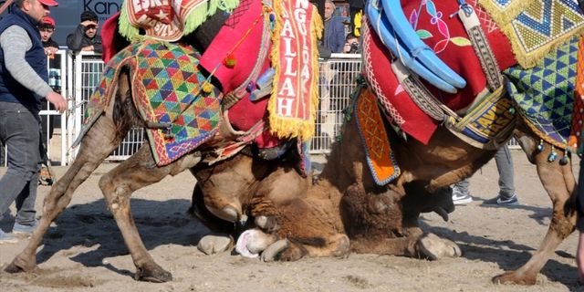 Antalya'da develer güreşti, sahipleri kavga etti