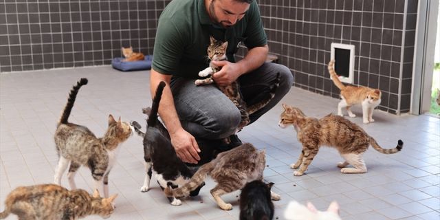 Antalya'da 6 ayda 196 kedi ve köpek sahiplendirildi