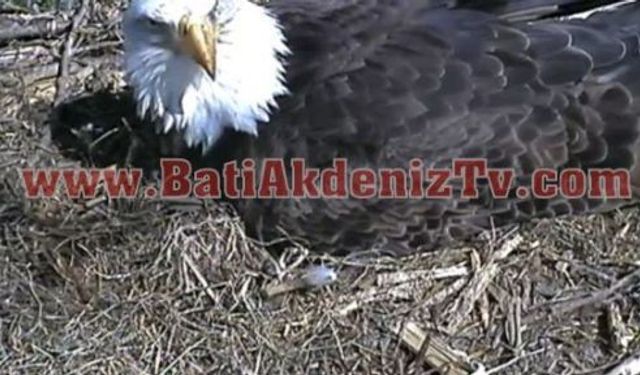 Kartal Yuvası Canlı